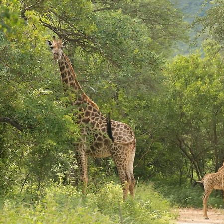 Cape Vulture Conservancy Hoedspruit Eksteriør billede
