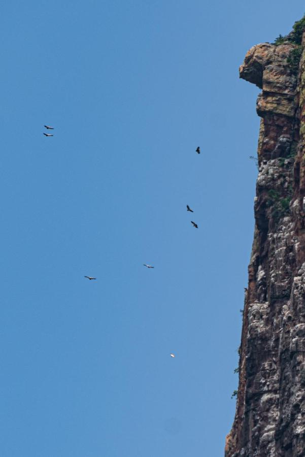 Cape Vulture Conservancy Hoedspruit Eksteriør billede