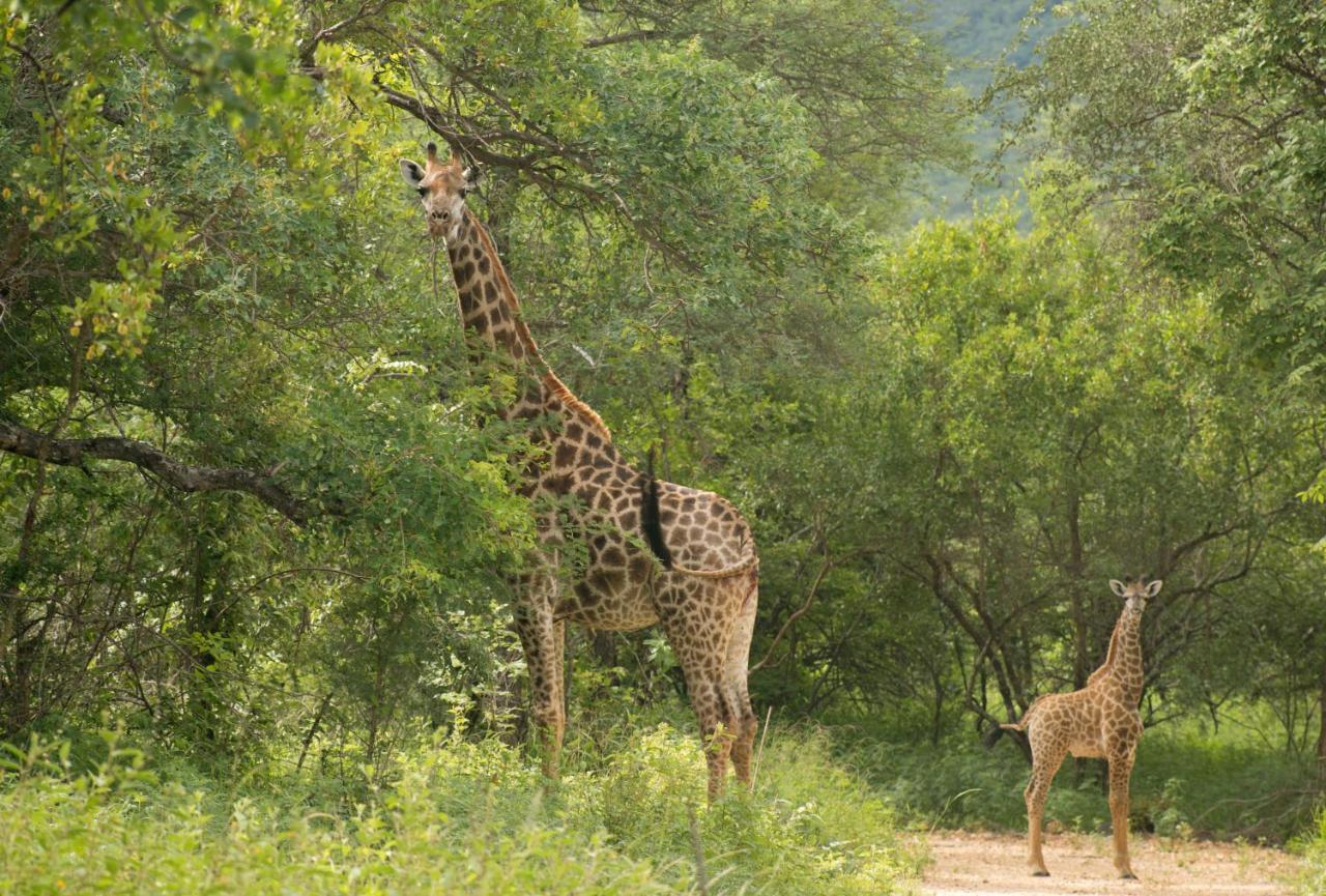 Cape Vulture Conservancy Villa Hoedspruit Eksteriør billede